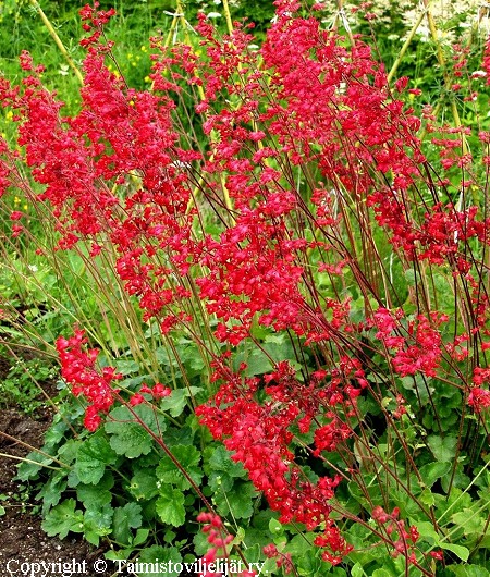 Heuchera sanguinea 'Leuchtkafer', korallikeijunkukka